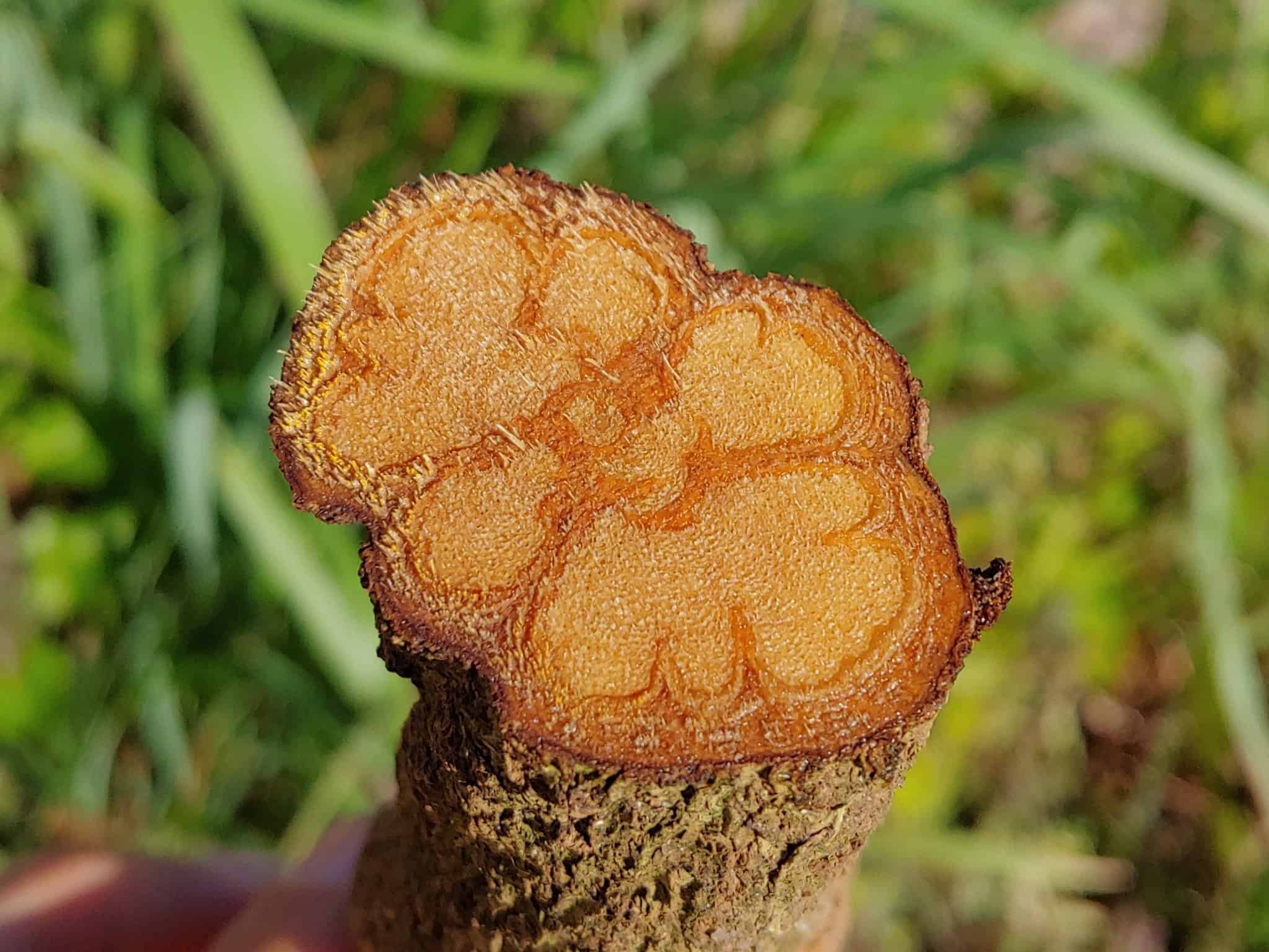 Raíz de jengibre cortada, planta medicinal y culinaria en campo verde, producto natural saludable, cultivo agrícola en Loreto Perú.