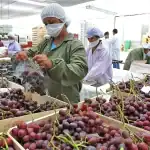 exportaciones-nacionales-peru